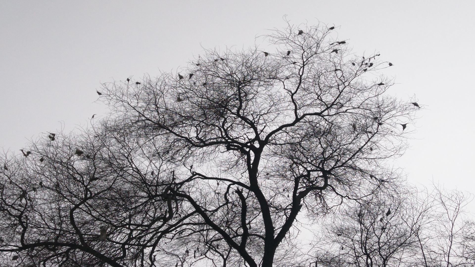 a tree is standing still, straight with no leaves, dark branches, looks like he almost died